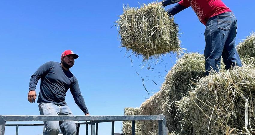Reciben ganaderos de Comondú más de 2 mil pacas de forraje