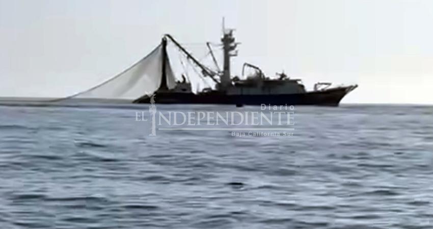 Presencia de embarcación pesquera pone en riesgo fauna marina en Los Cabos