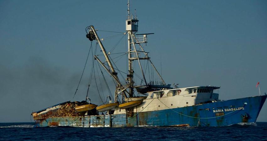 Delfines y tiburones también impactados por pesca de barcos atuneros en BCS
