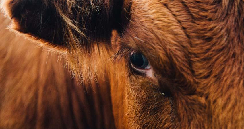 EE.UU. anuncia plan contra el gusano barrenador; México prevé reanudar exportación de ganado