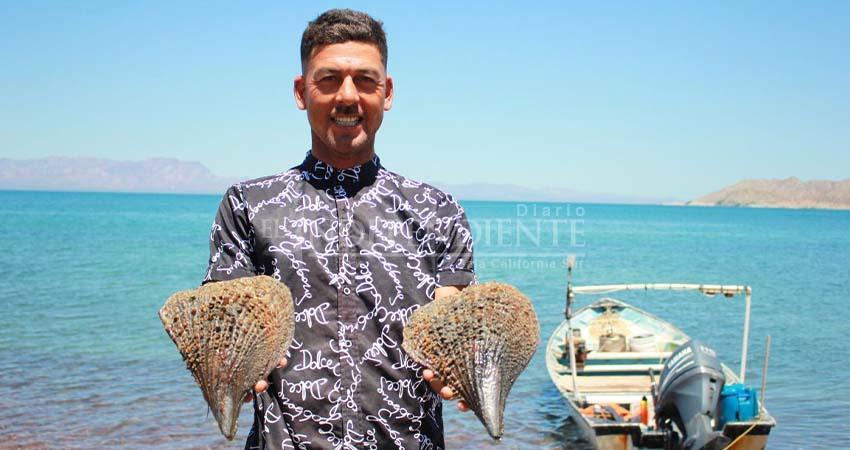 Callo de hacha en Bahía de Kino, la hazaña de pescar y repoblar el mar al mismo tiempo