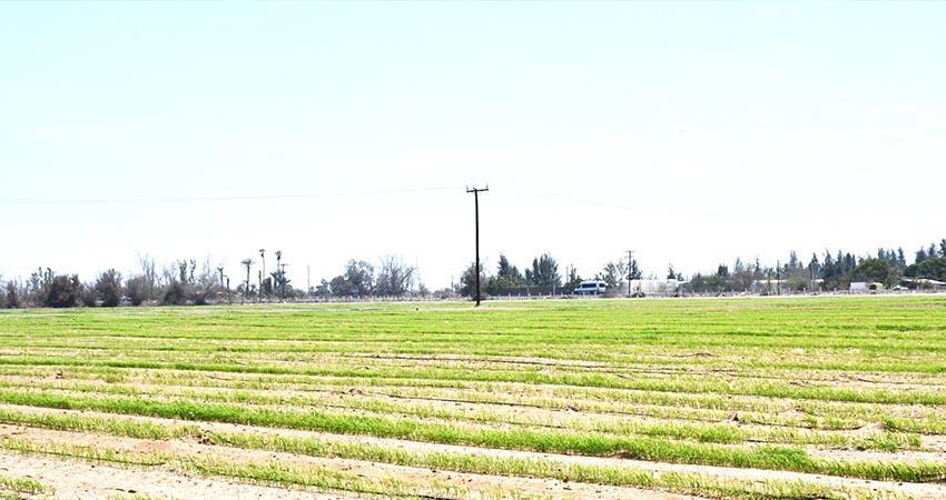 Promueve el gobierno de BCS el cuidado del agua en la agricultura