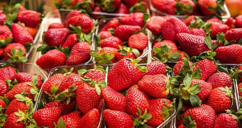 Exportadores prevén que México tenga ventas récord de fresas a EU
