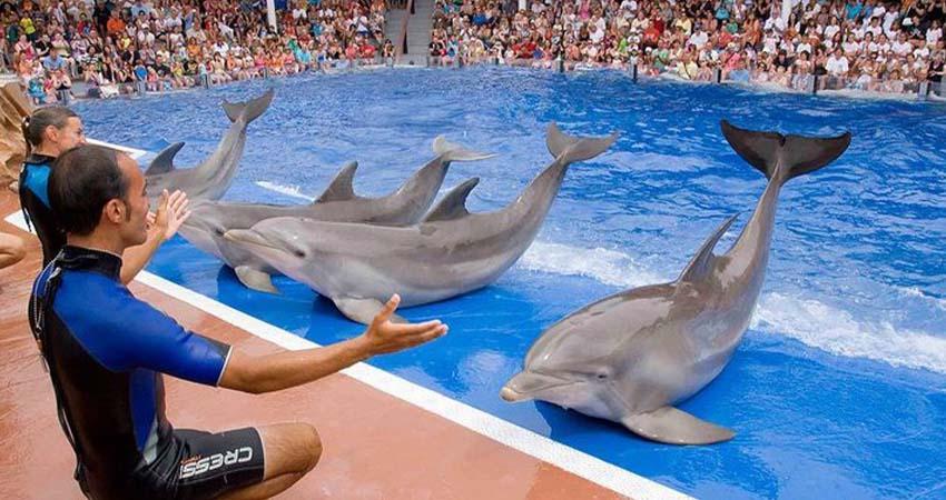 Prohíben mamíferos marinos en shows; Senado de la República