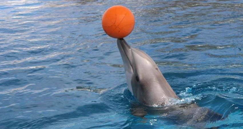 México prohíbe el uso de delfines y mamíferos marinos en espectáculos