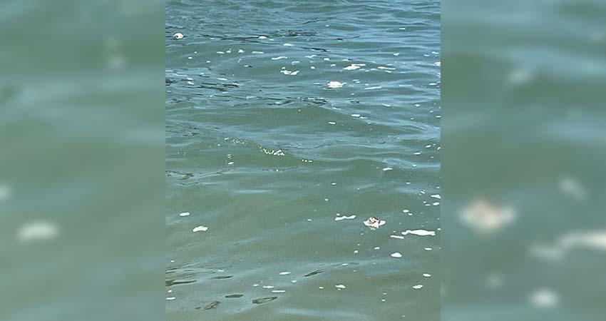 Descubren miles de peces muertos en La Paz; confirman Marea Roja