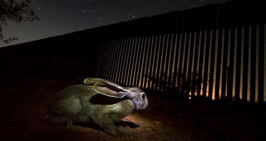 Nuevo muro de Trump acabaría con último corredor biológico del jaguar Arizona-Sonora