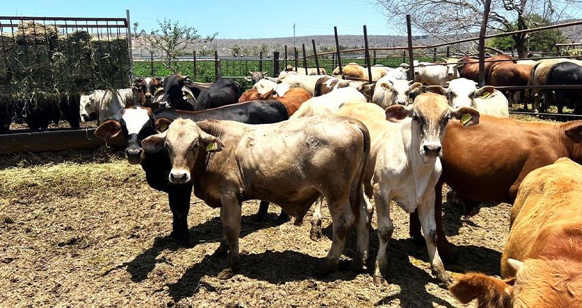 SEPADA trabaja en inspecciones de corrales ganaderos en BCS