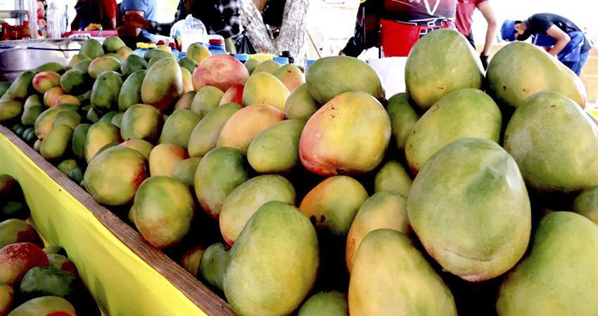 Inaugura el gobernador Castro Cosío el Festival del Mango 2025 en Todos Santos