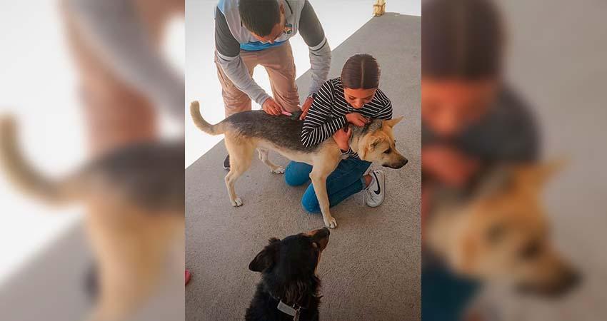 Refuerza Mulegé la salud pública con campaña antirrábica en pacífico norte; aplican 678 vacunas