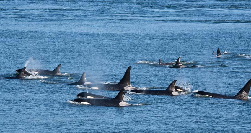 Aprueban programa de observación turística de Orcas en El Sargento, La Ventana y Agua Amarga