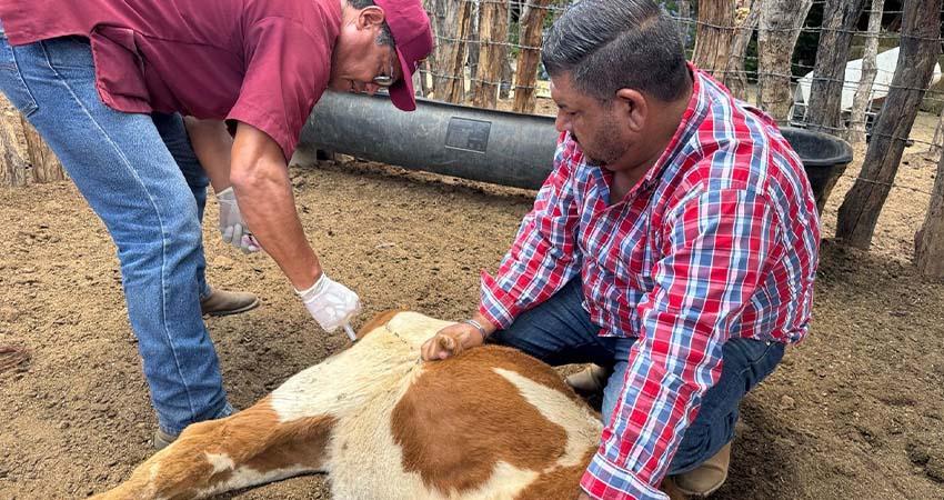 Ayuntamiento de La Paz refuerza apoyo veterinario gratuito en comunidades rurales
