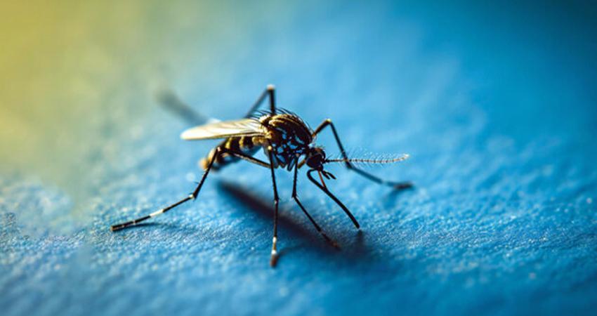 Baja California Sur pionero en la lucha contra el dengue a nivel internacional: OPS