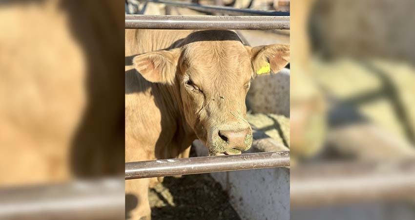 Continúa SEPADA con supervisión de corrales en el municipio de Los Cabos