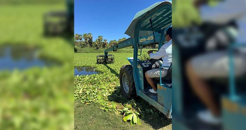 Un problema. Prevalece Estero de San José del Cabo con presencia de lirio acuático