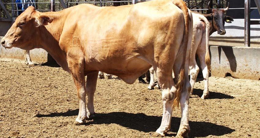 Fortalecen acciones del plan estratégico en materia de Tuberculosis Bovina en BCS