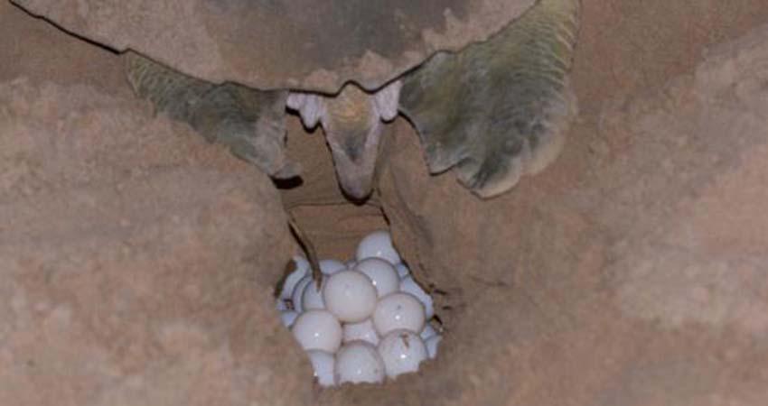 Hasta 25 mil huevos de tortuga fueron resguardados, durante lluvias por “Lorena”