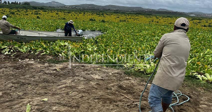 Van 150 toneladas de lirio acuático y lechuguilla retirada del Estero
