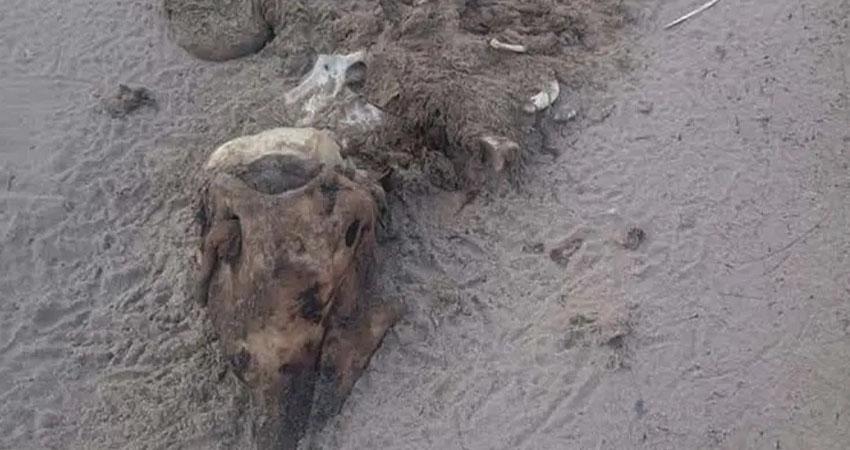 Sacrifican a 23 delfines para caza de tiburón en Golfo de México