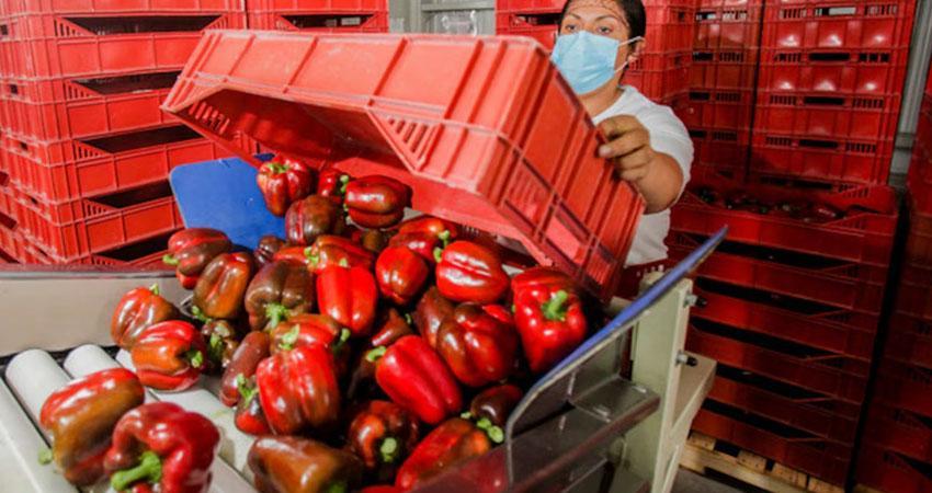 Japón autoriza ingreso de pimiento morrón tras 16 años de negociaciones: productores