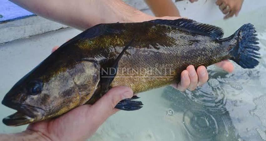 Impulso a la acuicultura puede salvar a especies en peligro de extinción