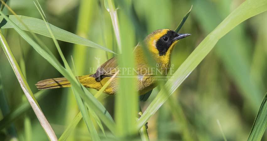 Primer Festival de las Aves en Los Cabos impulsará aviturismo y conservación de especies
