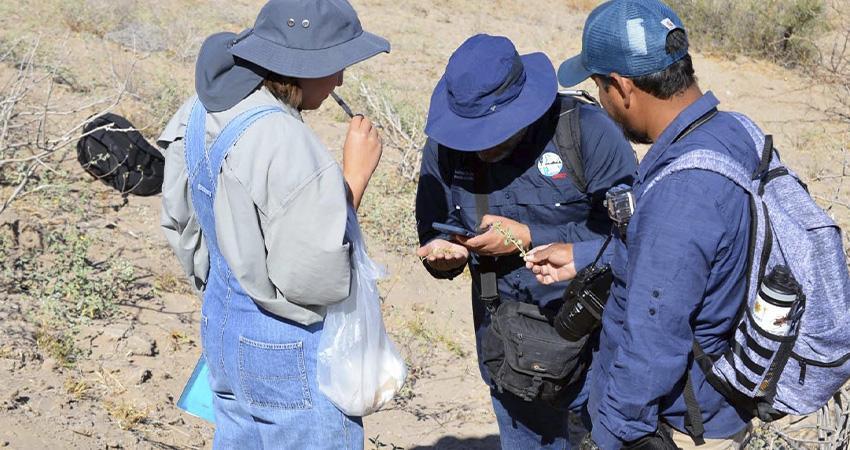Académicos de la UABCS trabajan en proyecto de conservación de flora y patrimonio biocultural en comunidades rurales