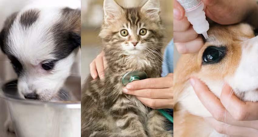 Kenia López propone eliminar IVA en alimentos y medicinas para mascotas