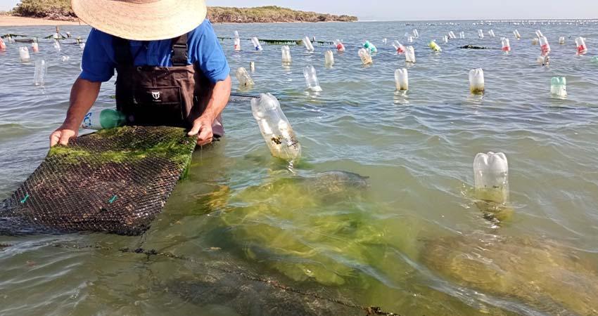 SEPADA impulsa el desarrollo y la consolidación del sector acuícola de BCS