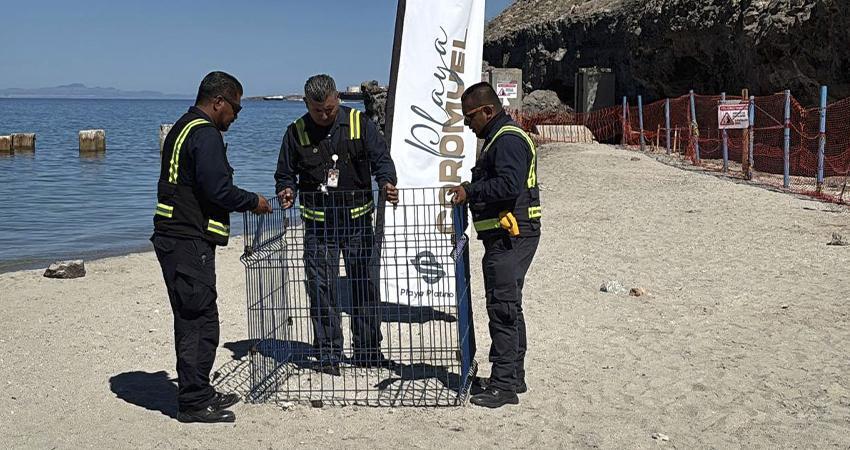 Playa El Coromuel, ejemplo de protección de la tortuga golfina en BCS