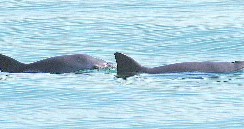 Europa solicitará embargo comercial contra México por falta de protección a vaquita marina