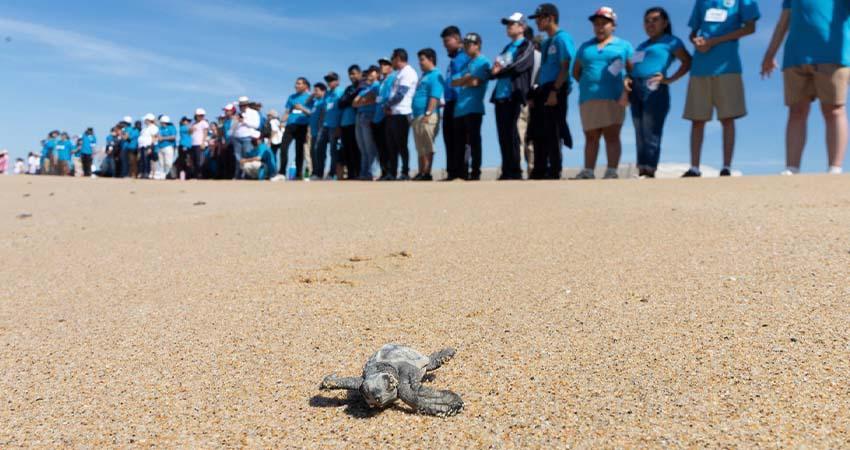 Promueve Ayuntamiento de La Paz inclusión con alumnos del CAM en liberación de tortugas