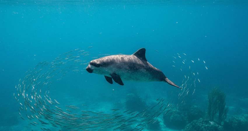 México y ONG confirman el avistamiento de entre siete y diez ejemplares de vaquita marina