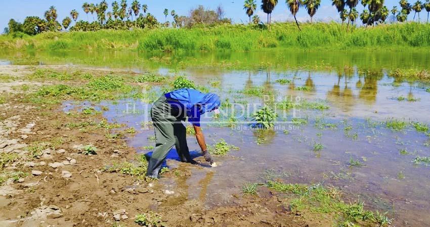 Urge implementar nueva técnica de dragado en el Estero de San José del Cabo