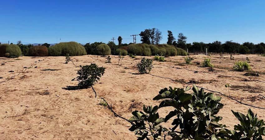 Respalda SEPADA a productores de higo en Mulegé con infraestructura e insumos