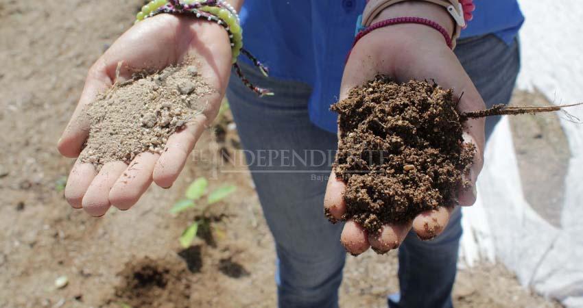 Experimentan en BCS para la adaptación de cultivos de pastoreo a las sequías