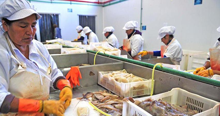 Lidera BCS captura de calamar gigante generando importante derrama económica