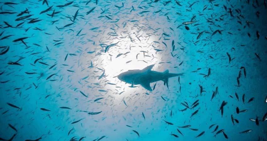 Detectan caída del 40% en diversidad de peces en el Golfo de California