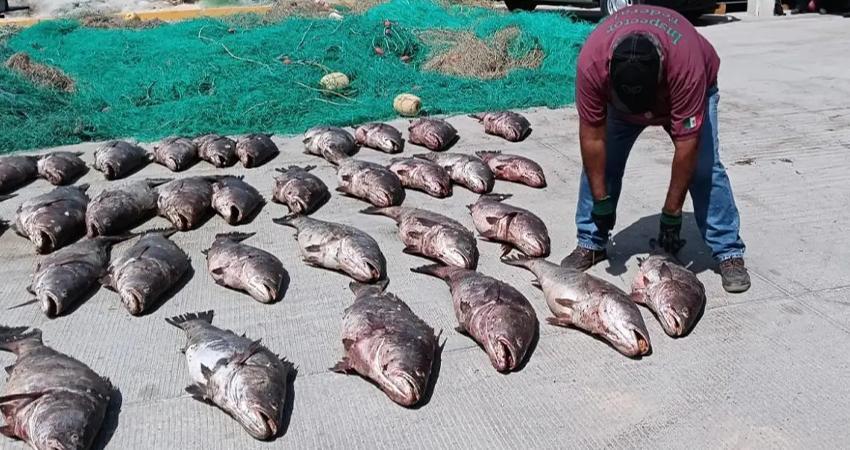 Diputados endurecen penas por tráfico de totoaba y delitos ambientales graves