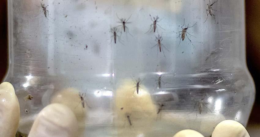 Con el objetivo de erradicar el dengue, está por iniciar la segunda fase del método Wolbachia en Los Cabos