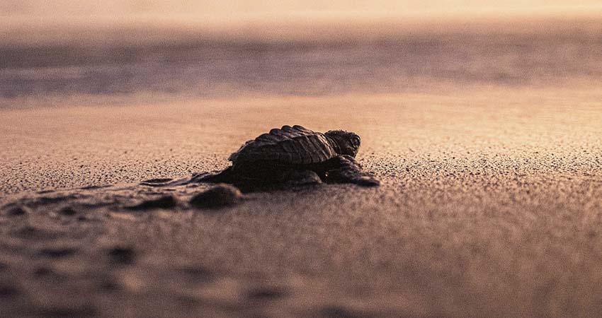 México logra en 2025 una de las temporadas “más exitosas” en conservar tortugas marinas