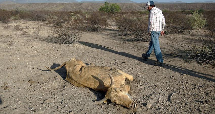 Aprueba Congreso BCS la implementación del plan estratégico para sequías y seguro de vida para productores ganaderos