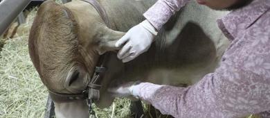 BCS libre de gusano barrenador; México sigue bloqueado por USA