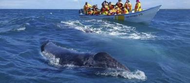 Este viernes arranca el Festival de la Ballena Gris en Puerto Adolfo López Mateos