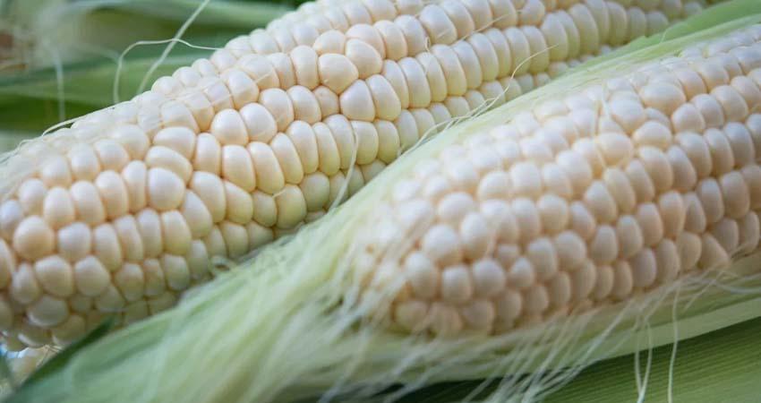 México vende a Venezuela 40 mdd en maíz y otros productos de la canasta básica