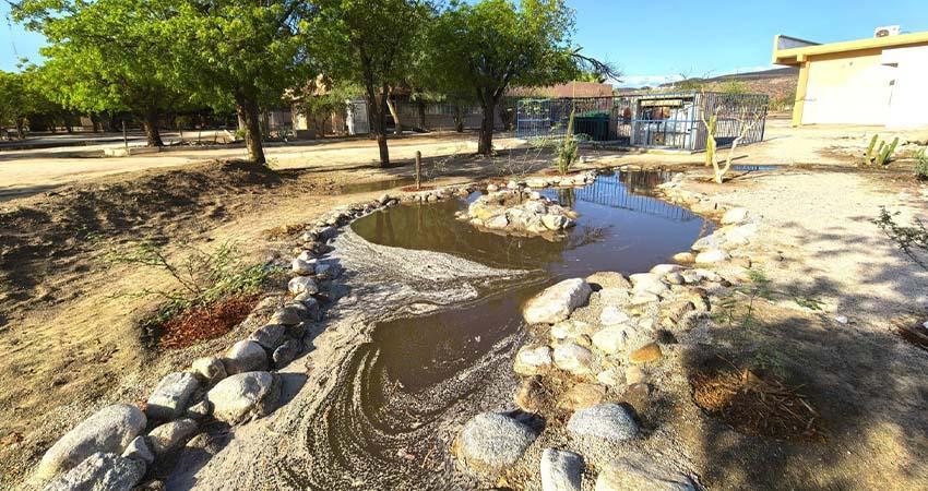 Muestran resultados positivos los jardines de lluvia de UABCS