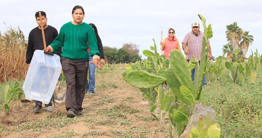Estudian en UABCS el potencial del nopal como cultivo sostenible en zonas áridas
