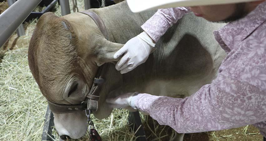 BCS libre de gusano barrenador; México sigue bloqueado por USA