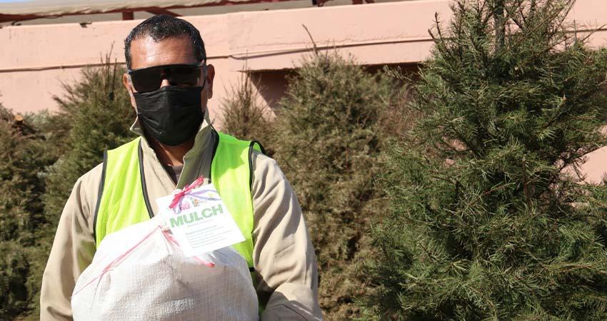 Extienden periodo de recepción de árboles de navidad durante febrero