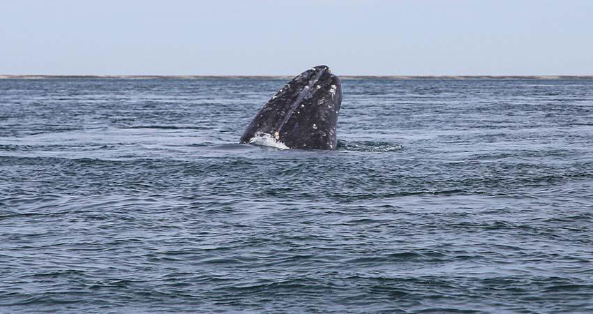 Contabilizan más de 160 especies de ballena gris en Puerto Chale